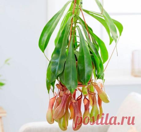 Непентес
Растение непентес (Nepenthes), которое еще именуют кувшиночником ― это единственный род монотипного семейства Непентовые. Название этого необычного растения было образовано от слова «непенфа», так называли траву забвения в древнегреческой мифологии.