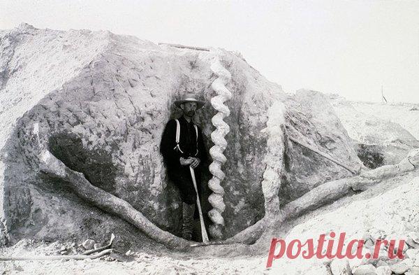 Штопор дьявола - загадочные спирали в Небраске (США) | 