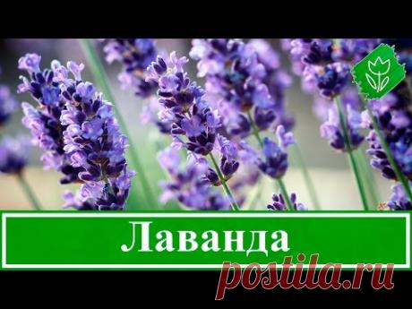 Цветы лаванда – посадка и уход в открытом грунте: выращивание лаванды в саду, виды и сорта лаванды