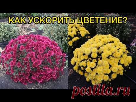 Хризантема Мультифлора. Главные проблемы и ошибки при выращивании.