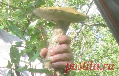 Определитель грибов. Как "опознать" съедобные и ядовитые грибы