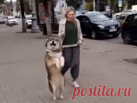 Собака-кенгуряка стала звездой соцсетей в Воронеже Пес был замечен на проспекте Революции