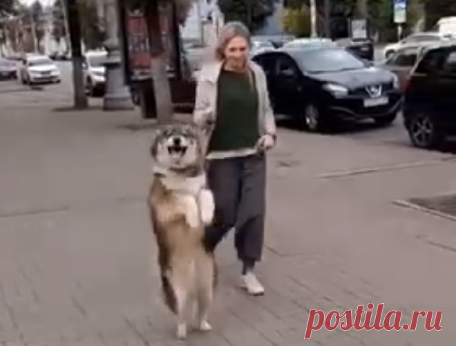 Собака-кенгуряка стала звездой соцсетей в Воронеже Пес был замечен на проспекте Революции