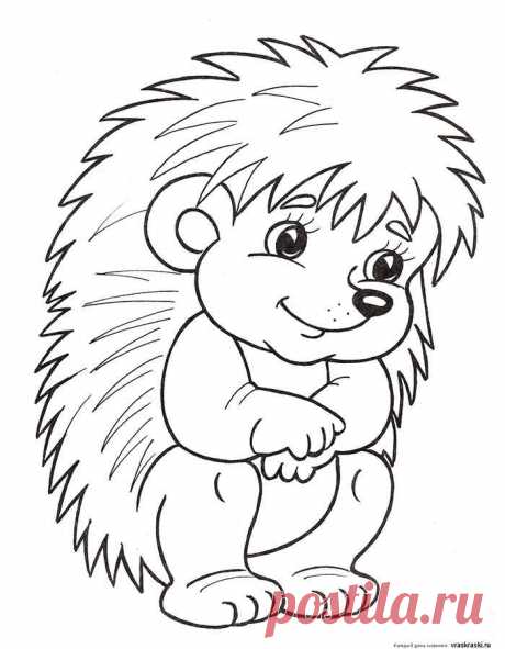 Картинки-раскраски для детей Ёжики (35 фото) ⭐ Забавник