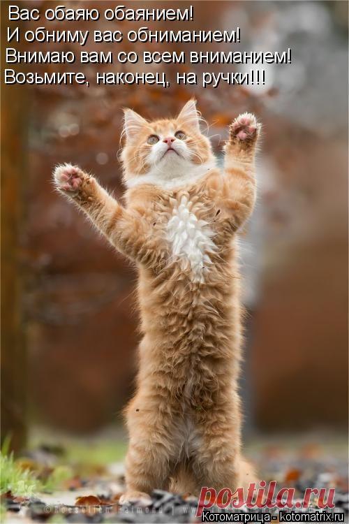 Котоматрица: Круть