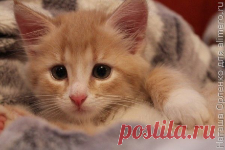 Лучик — маленькое рыжее чудо