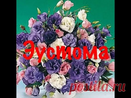 Посев эустомы семенами. Два способа. Как вырастить эустому.