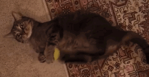 7.gif