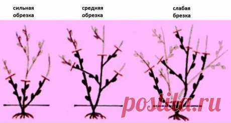 Научилась правильно обрезать розы после цветения - куст становится пышнее. Делюсь опытом. | Добрый дачник | Яндекс Дзен