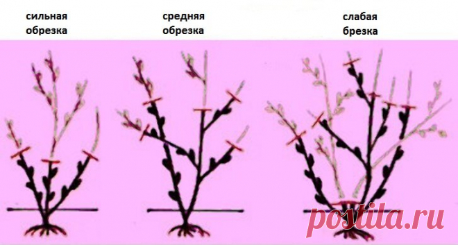 Научилась правильно обрезать розы после цветения - куст становится пышнее. Делюсь опытом. | Добрый дачник | Яндекс Дзен