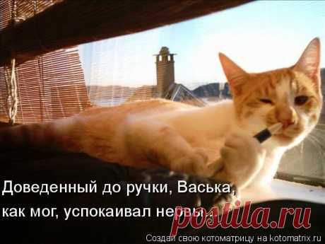 Котоматрица: Случайные котоматрицы
