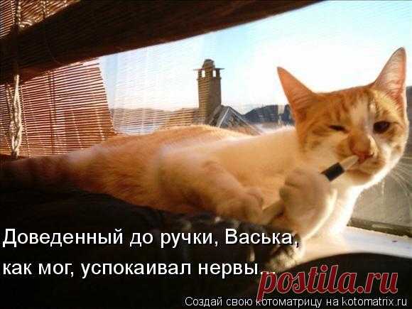 Котоматрица: Случайные котоматрицы