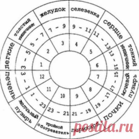 ЧАСЫ РАБОТЫ НАШЕГО ОРГАНИЗМА. - МирТесен