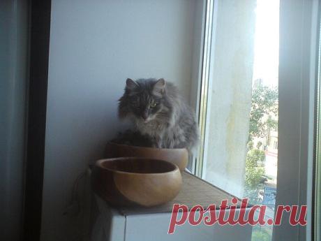 Форма для Котэ