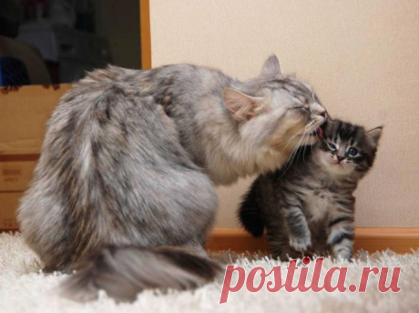 Ты будешь у меня самым чистеньким | KotoMail.ru