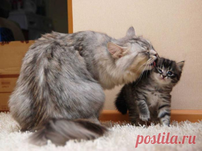 Ты будешь у меня самым чистеньким | KotoMail.ru