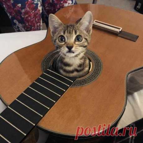 Смешные котейки