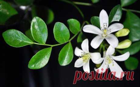 Праздничное, яркое настроение и бергамот - Искусство здоровой жизни