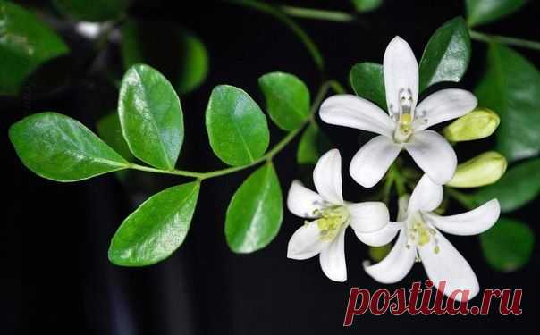 Праздничное, яркое настроение и бергамот - Искусство здоровой жизни