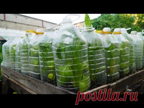 Thêm mẹo tái chế chai nhựa trồng cải bó xôi |More tips for recycling plastic bottles growing spinach
