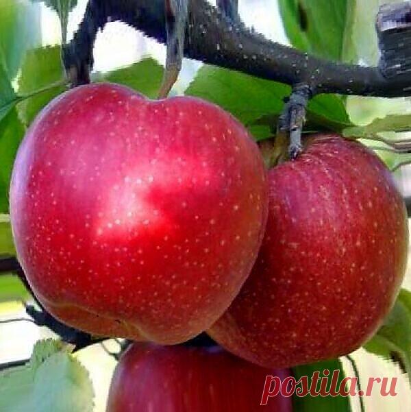 Сорт яблок «Малиновый Делише́с»