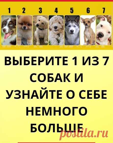 Выберите 1 из 7 собак и узнайте о себе немного больше