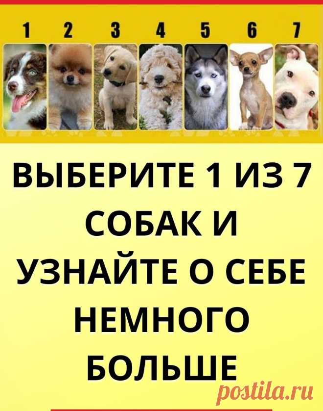 Выберите 1 из 7 собак и узнайте о себе немного больше