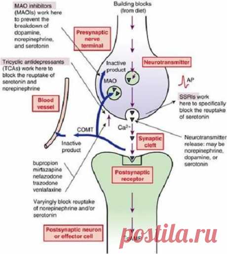 25 Psychiatric Nursing Mnemonics and Tricks | NurseBuff