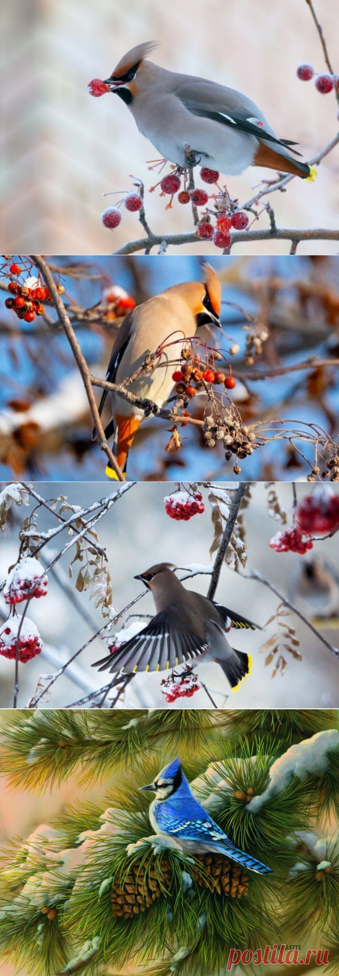 КРАСИВАЯ, НАРЯДНАЯ СВИРИСТЕЛЬ — ПТИЦА С ХОХОЛКОМ НА ГОЛОВЕ.