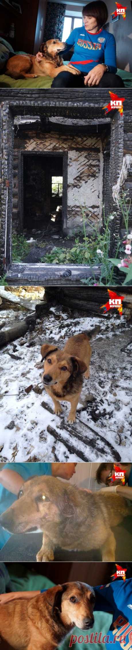Пес, который 2 года жил на пепелище после смерти хозяина,нашел новый дом // KP.RU