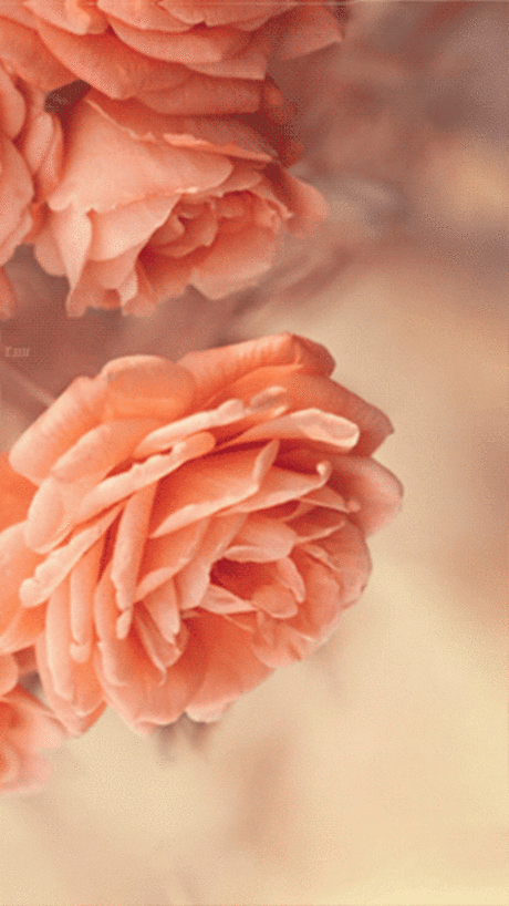 Фото цветов блестящие. Красивые живые цветы gif ⋆ Картинки Открытки Праздники