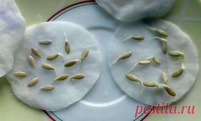 КАКИЕ СЕМЕНА ОГУРЦОВ ВЫБРАТЬ?