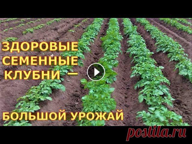 Оздоровление картофеля. Помощь каналу, карта Сбербанка - 4276 3800 7513 3459 На канале: Наталья Сморчкова и другие авторы из разных регионов - результ...