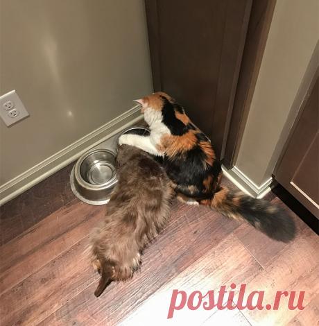 20 кошек, которые вели себя как пушистые негодники и пёсики им в этом ничуть не уступали