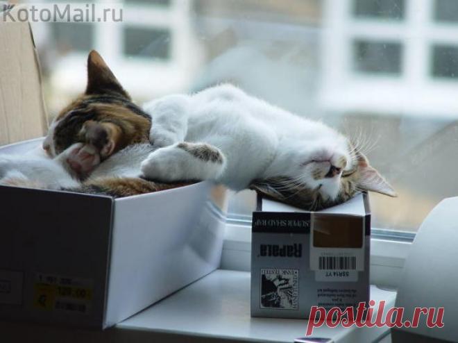 Удобно устроился