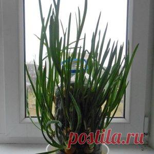 В Египте убит лидер "Исламского государства"