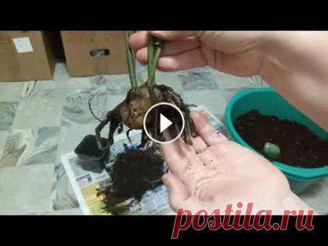 Пересадка Растений, Аройдных:  Монстеры Тайской, Спатифиллумов Сортовых и Замиокулькасов. 9 Сентября Пересадка Растений, Аройдных: Монстеры Тайской, Спатифиллумов Сортовых и Замиокулькасов. 9 Сентября...