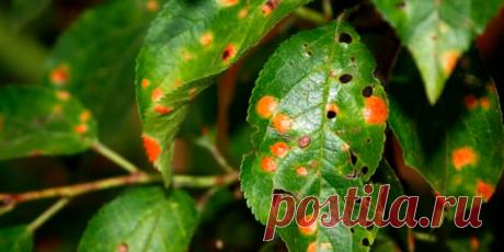 Ржавчина сливы: Как распознать и победить опасный недуг - Сад и огород