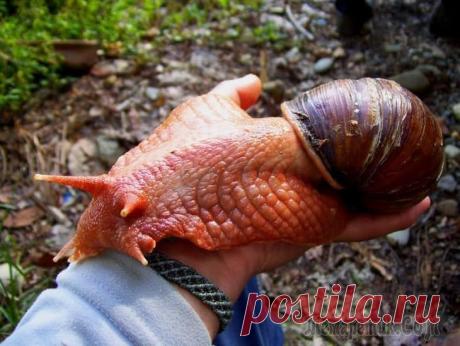 15 аномально крупных животных, которые на самом деле существуют