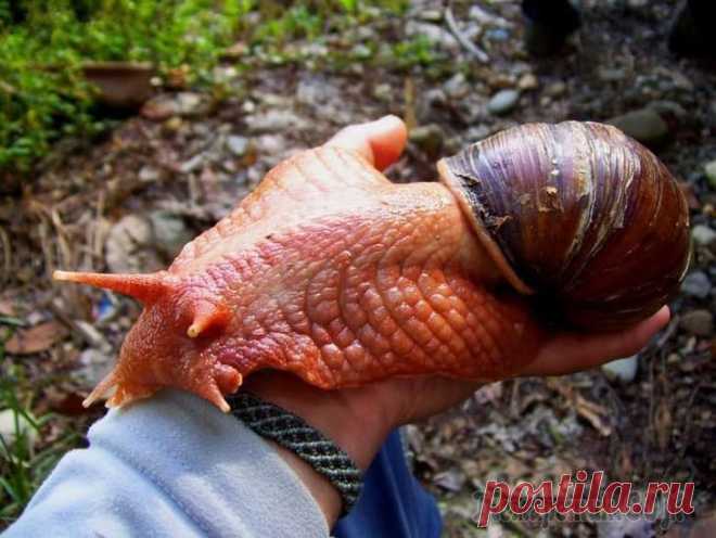 15 аномально крупных животных, которые на самом деле существуют