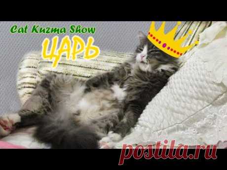 Наш Царь Кот Кузьму изволят умываться)
Посмотрите на  моего кота. Как эта царствующая особа умывается. Приколы с котом.