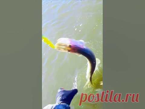 Как же КРАСИВО ПРЫГАЕТ эта ЩУКА!!! 🔥👀🔥 #shorts #new #рыбалка Щука попалась не особо крупная, но очень активная, пока я ее подтаскивал спиннингом к лодке устроила показательные выступления по гимнастике и прыжкам в стор...