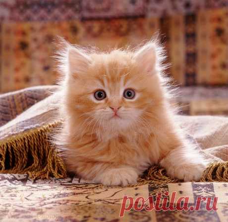 Ginger kitten under fringed cover photo - WP08479
