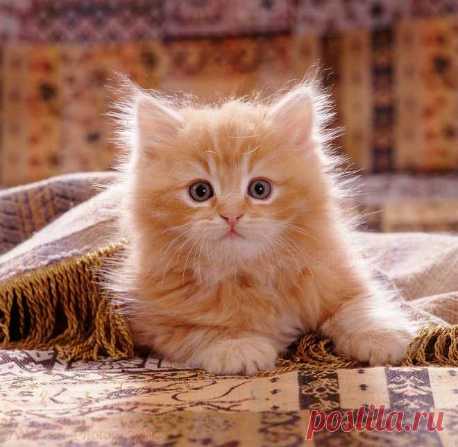 Ginger kitten under fringed cover photo - WP08479