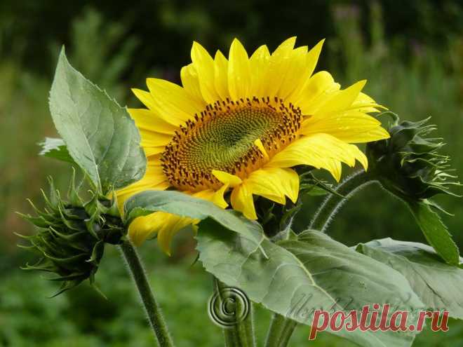 подсолнух,вечер,после дождя.