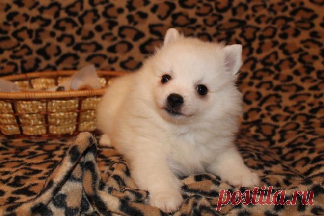 белый шпиц