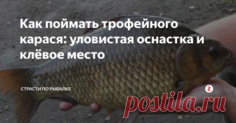 Как поймать трофейного карася: уловистая оснастка и клёвое место Трофейный карась на джиг-головку - правда или вымысел? Как крупный карась на джиг-головку с черной резиной ловится?
Давеча я рассказывал о том, что карась в осенний период ближе к зиме нападает даже на небольших живцовых рыбок. Жор у него перед зимовкой.
И на живца как правило попадаются именно крупные особи, которых ловить одно удовольствие - спортивный неподкупной азарт и адреналина полные штаны