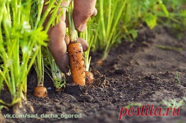 МАРГАНЦОВКА ДЛЯ МОРКОВКИ 
 Чтобы не привлечь морковную муху при прореживании моркови, нужно взять ведро воды и развести в нем 1 столовую