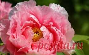 Цветы обои на рабочий стол - страница 38