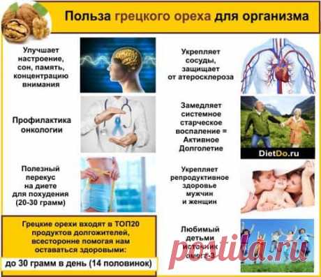Грецкие орехи — польза и вред для организма, как выбирать и хранить. Грамотные обзоры пользы и вреда продуктов от DietDo.ru!